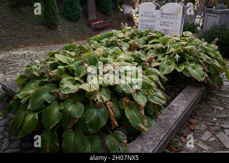 Sighisoara, Rumänien - 19. September 2021: Bilder mit dem alten Friedhof in Sighisoara, einige Grabsteine aus dem 13. Jahrhundert Stockfoto