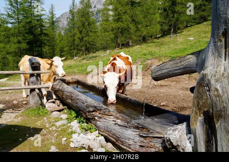 Schöne Kühe, die an einem sonnigen Tag in Syrien in den österreichischen Alpen (Schladming-Dachstein Region in Österreich) die Wasserrinne austrinken Stockfoto