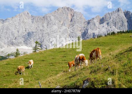 Kühe grasen auf den grünen Wiesen in den österreichischen Alpen der Dachsteinregion (Österreich) Stockfoto