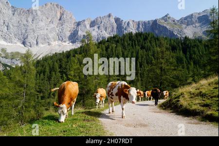 Kühe grasen auf den grünen Wiesen in den österreichischen Alpen der Dachsteinregion (Österreich) Stockfoto