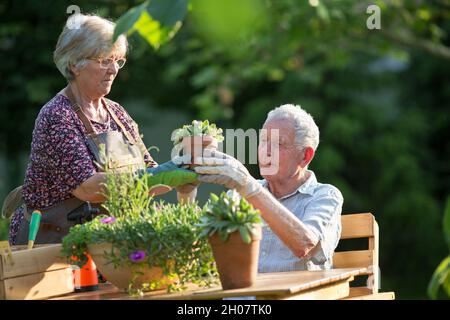 Ältere Paare, die im Frühling Pflanzen im Garten eintopfen Stockfoto