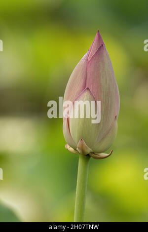 Schöne vertikale Nahaufnahme einer rosa Lotusblüten-Nuss-förmigen Knospe im Frühjahr Stockfoto