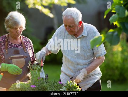 Ältere Paare, die im Frühling Pflanzen im Garten eintopfen Stockfoto