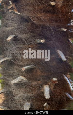 Nahaufnahme eines Trachycarpus fortunei Palmenstamms, der die haarige Textur und die abgeschnittenen Punkte zeigt. Stockfoto