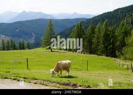 Kühe grasen auf den grünen Wiesen der österreichischen Alpen der Region Schladming-Dachstein (Steiermark in Österreich) Stockfoto