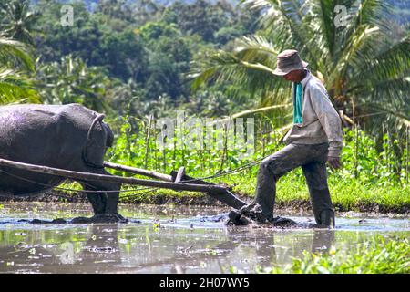 Ein Reisbauer und Wasserbüffel pflügen ein matschiges Reisfeld in der Nähe von Bukittinggi in West-Sumatra, Indonesien. Stockfoto