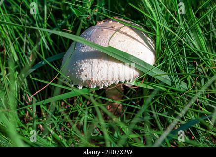 Essbare Pilze im Gras. Einzelner weißer Pilz wächst im Grünen Stockfoto