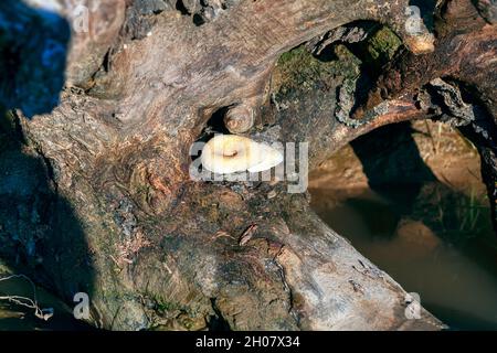 Pilze wachsen auf Holz . Pilz auf dem Stumpf Stockfoto