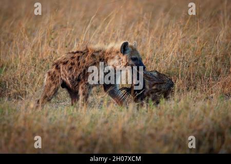 Spotted Hyena - Crocuta crocuta nach dem Essen zu Fuß im Park. Schöner Sonnenuntergang oder Sonnenaufgang in Amboseli in Kenia, junger Fresser in der Savanne mit Stockfoto