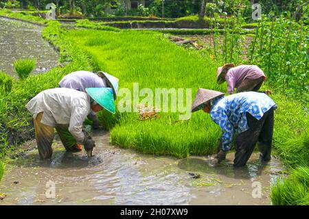 Frauen tragen konische Strohhüte in einem Reisfeld und Pflanzen Reispflanzen in schlammigem Wasser in der Nähe von Bukittinggi, West Sumatra, Indonesien. Stockfoto