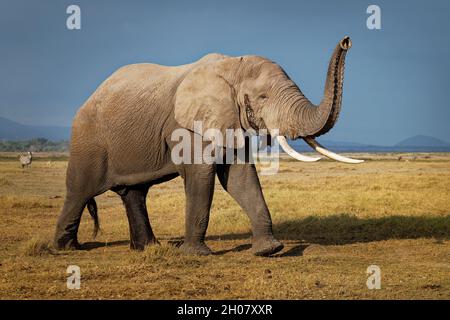 Afrikanischer Buschelefant - Loxodonta africana einsamer Elefant in der Savanne des Amboseli Parks unter dem Kilimanjaro am Nachmittag, Staubbad, Klo Stockfoto