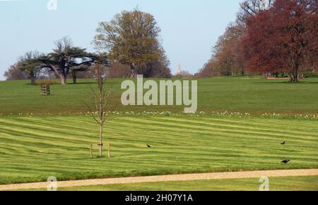 Die keimende großblättrige Linde, die Königin Elizabeth II. Im Juni 2012 im Burghley House gepflanzt hat, anlässlich ihres Diamantjubiläums Stockfoto