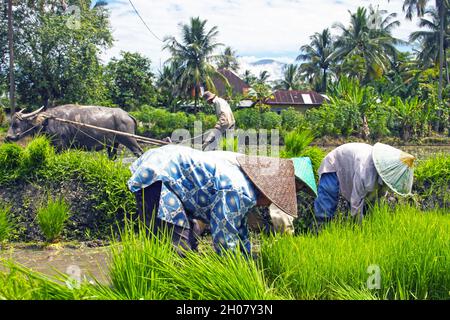 Frauen tragen konische asiatische Strohhüte in einem Reisfeld, das Reispflanzen in schlammigem Wasser in der Nähe von Bukittinggi, West-Sumatra, Indonesien, pflanzt. Stockfoto