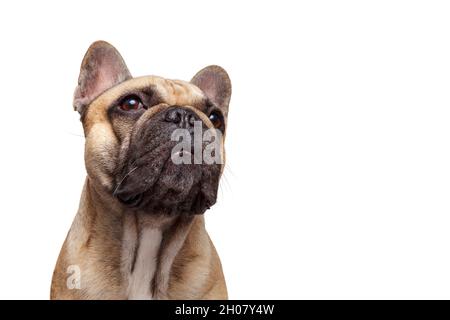 Beeindruckender Hund. Französisch Bulldog Studio Schuss isoliert vor weißem Hintergrund. Stockfoto