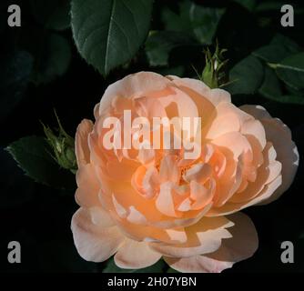 Rosa „Lark Ascending“ Stockfoto