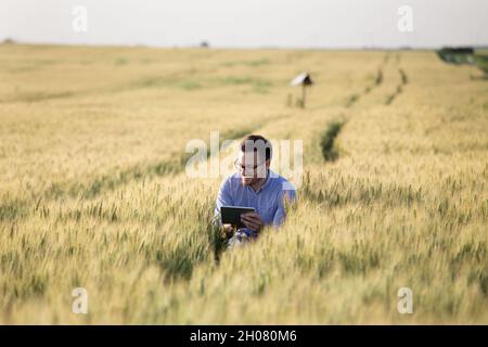 Zufriedene junge Agronom hockt in Gerstenfeld und Blick auf Tablette Stockfoto