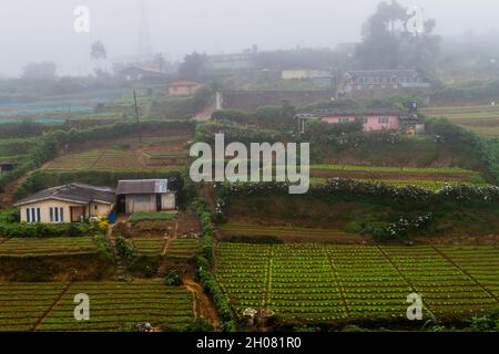 Häuser auf einem Hang in Nuwara Eliya Stadt, Sri Lanka Stockfoto