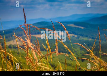 Episches Hintergrundbild mit friedlicher Aussicht auf die Berge durch ein Netz aus goldenem Gras, das auf einem Hügel wächst. Stara Planina, Bulgarien Stockfoto