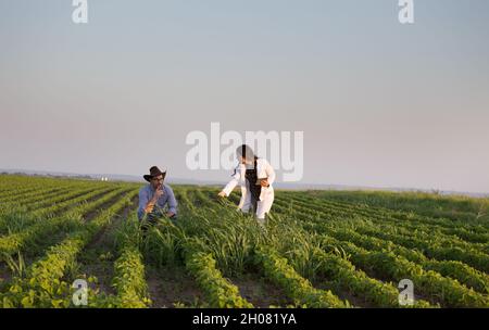 Bauer mit Hut und Agronom in weißem Mantel im Sojabohnenfeld voller Unkraut im Sommer reden Stockfoto