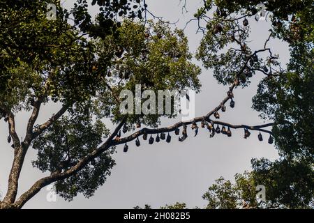 Flughunde fliegen in den Royal Botanic Gardens in der Nähe von Kandy, Sri Lanka Stockfoto