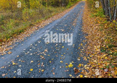Wunderschöne Aussicht auf der Straße im Wald. Herbstlandschaft. Schöne Natur Hintergründe. Stockfoto