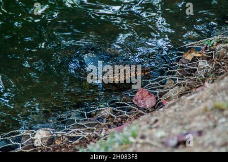 Asiatischer Wasserwächter Varanus-Salvator in Kandy, Sri Lanka Stockfoto