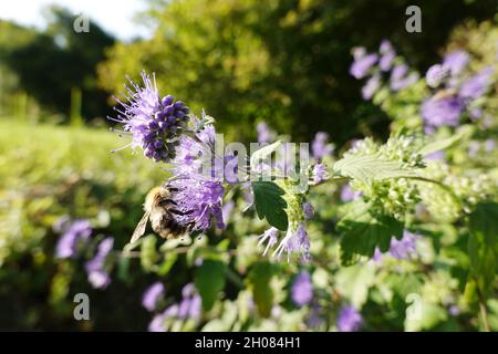 Bartblume ( Hybride Caryopteris ×clandonensis) Stockfoto