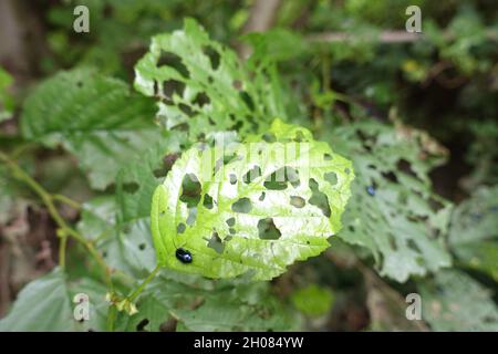 Blauer Erlenblattkäfer (Agelastica alni) - Frassspuren an Erlenblättern Stockfoto