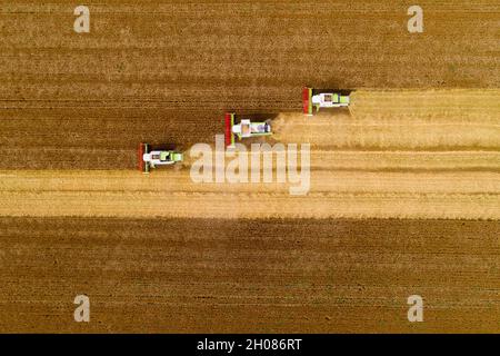 Draufsicht auf eine Gruppe von Mähdreschern, die während der Weizenernte im Sommer auf dem Feld arbeiten, schießen Sie von der Drohne Stockfoto