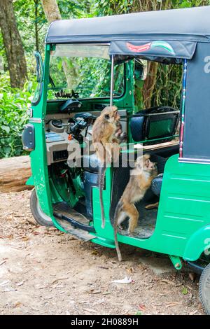 HAPUTALE, SRI LANKA - 16. JULI 2016: Makaken befallen einen Tuk Tuk, der in der Nähe von Haputale in einem Heiligtum von Thangamale geparkt ist. Stockfoto