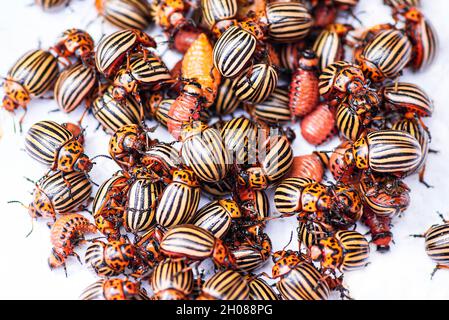 Viele Kartoffelkäfer. Kartoffel Bugs auf Laub der Kartoffel in der Natur, natürliche Hintergrund, Ansicht schließen. Coloradokäfer isst eine Kartoffel junge Blätter. Colo Stockfoto