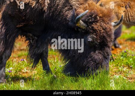 American Bison (Bison Bison) oder Buffalo, der Gras frisst Stockfoto