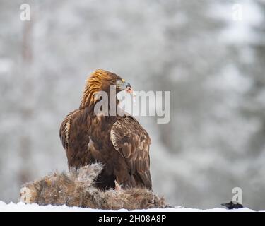Selektion eines Goldenen Adlers (Aquila chrysaetos), der seine Beute bewacht Stockfoto