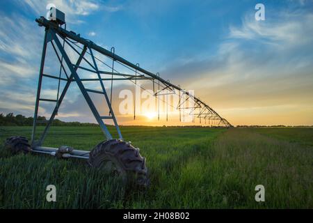 Bewässerungssystem auf Rädern auf Weizenfeld bei Sonnenuntergang im Frühjahr. Landwirtschaftliche Technologien Stockfoto