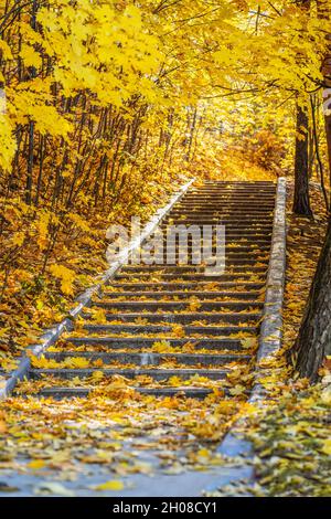 Herbstlicher Weg. Betonstufen mit hell gefallenen Blättern bedeckt. Malerische alte Treppe im Park während des Laubfallens Stockfoto
