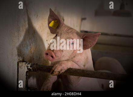 Porträt eines jungen neugierigen Schweins, das auf einem Metallzaun in Schweinestall steht Stockfoto