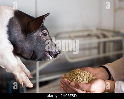 Tierarzt, der trockene Lebensmittel in Granulaten in den Händen hält und dem Ferkel in Stall anbietet Stockfoto