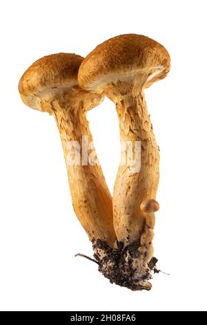 Gymnopilus junonius eine Pilzart aus der Familie der Cortinariaceae, bekannt als spektakuläre Rustgill. Isoliert auf weißem Hintergrund. Stockfoto