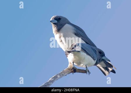 Ein Paar Weißbrustwalzchen, Artamus leucorynchus, im Baum Stockfoto