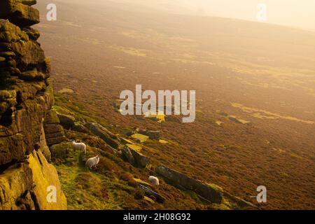 Schafe auf den Hügeln rund um das Wasserreservat Ladybower im Abendnebel bei Sonnenuntergang, Peak District, England, Großbritannien Stockfoto