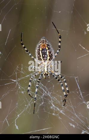 Gebänderte Argiope, Argiope trifasciata Stockfoto