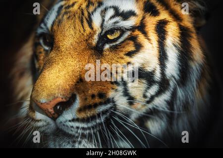Nahaufnahme eines wunderschönen Tigers auf dunklem Hintergrund. Stockfoto