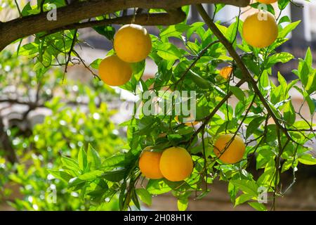Orangen auf dem Ast mit grünen Blättern Stockfoto