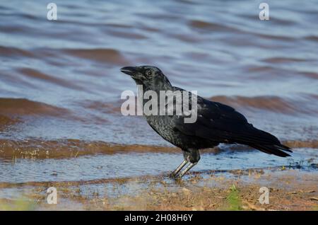 American Crow, Corvus brachyrhynchos, am Seeufer Stockfoto