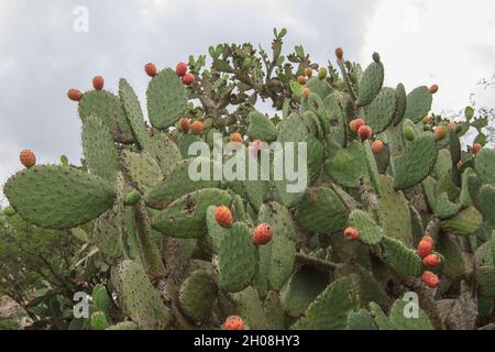 Nahaufnahme eines Kaktus aus Kaktus mit Kaktus in roter Farbe Stockfoto