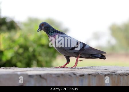 Selektive Aufnahme einer schönen grauen Felstaube oder Felstaube, die auf dem Stein thront Stockfoto