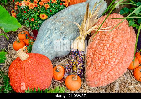 Eine farbenfrohe Herbstdarstellung mit blauem hubbard-Squash, rotem Warty Thing Squash, Kürbissen und indischem Mais, Stockfoto