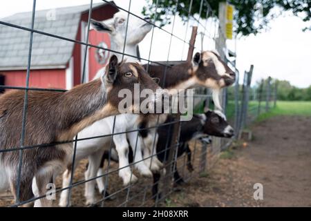 Drei Ziegen hinter dem Zaun Stockfoto