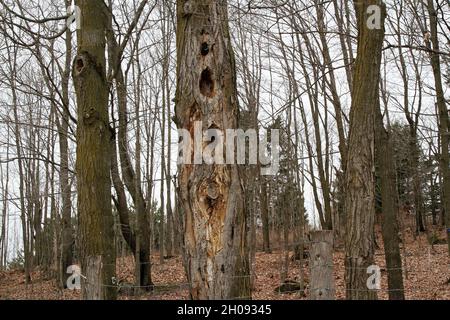 Spechtlöcher in alten toten Bäumen Stockfoto