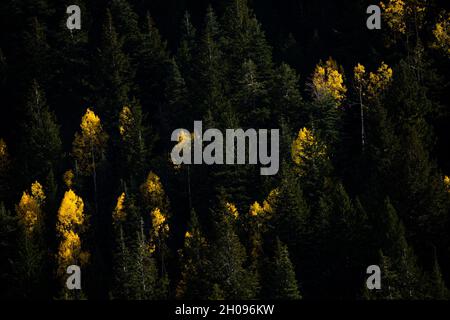 Little Cottonwood Canyon, Utah, USA. Oktober 2021. Am 10. Oktober 2021 sind auf den Wasatch Mountains im Little Cottonwood Canyon, Utah, Blätter in wechselnden Farben und Schnee zu sehen. Die Farbe der Blätter ändert sich im Herbst, da das kühlere Wetter dazu führt, dass die Bäume das Chlorophyl in den Blättern reduzieren und die Farbpigmente zeigen, die in den wärmeren Monaten vom Chlorophyl verdeckt werden. (Bild: © Daniel Carde/ZUMA Press Wire) Stockfoto